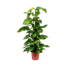 Pathos Sarmaşığı 60 80 Cm