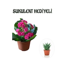 Kadınlar Gününe Özel Pembe Renk Kalanşo-emel Hanım Çiçeği Sukulent Hediyeli