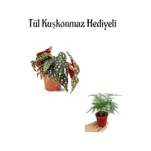 Harika Görünümlü Çilli Begonya Kadınlar Gününe Özel Tül Kuşkonmaz