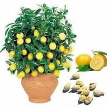 10 Adet Tohum Nadir Mersin Limon Ağaç Bonsai Ağaç Saksı Toprak