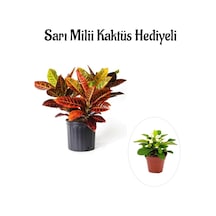 Harika Günümlü Kraton Çiçeği Bitkisi Sevgililer Gününe Özel Sarı Milii Hediyeli