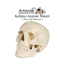 İnsan Kafatası Anatomisi Modeli 1 Adet Kafatası Maketi Gerçek Boyut Anatomik Modeli Deney Bilim Tıbbi Model Cranium