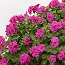 Grandeur İvy Violet Sakız Sardunya Fidesi 1 Adet