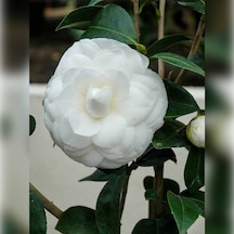 Kamelya Beyaz Katmerli 150-180 Cm Tüplü Fidan