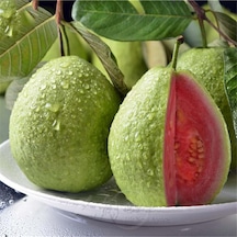 Tüplü Guava Fidanı Yaş 1 Boy 40-60Cm