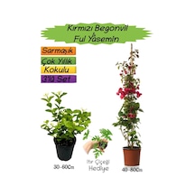 Kırmızı Renk Begonvil+kokulu Ful Yasemin+ıtır Çiçeği 3'lü Peyzaj Seti