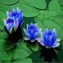 10 Adet Tohum Nadir Bulunan Mavi Lotus Çiçeği Tohumu Lotus Su Çiçeği Tohumu Nilüfer Çiçeği Tohumu