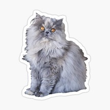 Cins Kedi Iran Kedisi Araba Oto Sticker Etiket Renkli V4
