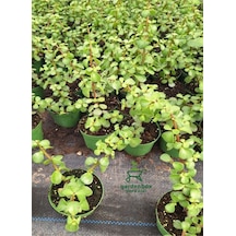 Yeşim Para Çiçeği 1 Adet Dekoratif Canlı Bitki 10-15cm Crassula