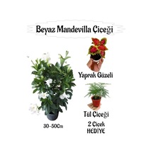 Beyaz Mandevilla Çiçeği 1 Adet Saksılı+yaprak Güzeli-tül Çiçeği Hediyeli