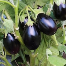 Koyu Mor Kamo Patlıcan Tohumu 15 Tohum 1 Paket