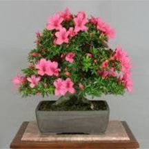2 Adet Tohum Orkide Bonsai Ağacı Tohum Bodur Bonsai Orkide Ağacı Tohum Saksı Toprak