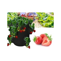 40 Adet Aromas Çilek Fidanı Açık Kök Taze Söküm