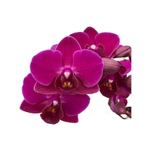Phalaenopsis 'Morelia' (Fuşya Orkide) Ø12 CM Y45-50 CM