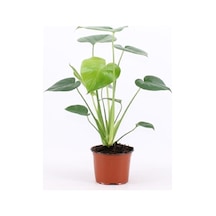 Deve Tabanı Bitkisi - Monstera Deliciosa-ithal 35-50 Cm