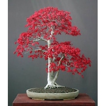 Bodur Acer Rubrum Bonsai Ağacı Tohumu 5 Tohum + Bonsai Toh