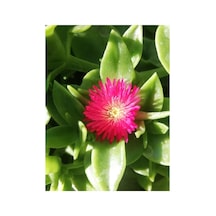Buz Çiçeği Fidesi Fidanı Yer Örtücü Çok Yıllık Aptenia Cordifolia