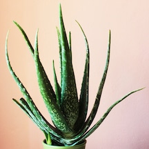 Saksıda Aloe Vera Fidanı