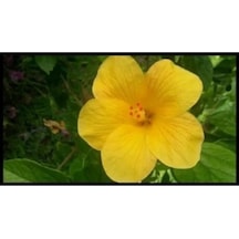 Serada Decor Plant Japon Gülü Sarı Çiçeği Fidanı