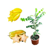 Carambola Yıldız Meyvesi Star Fruit Fidanı