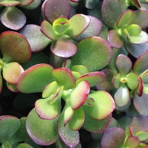Crassula Ovata Para Ağacı Sukulent 50 Adet