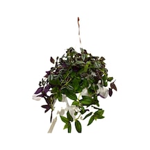 Telgraf Çiçeği Tradescantia Askılı N11.5015