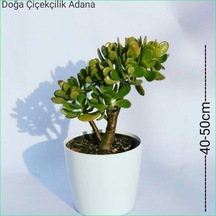 Para Ağacı Bereket, Iyi Şans Ve Para Çiçeği Crassula Ovata