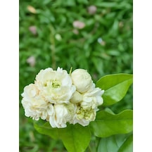 Mis Kokulu Katmerli Ful Yasemin Çiçeği 1 Adet Saksılı 40-60cm Jasminum Sambac