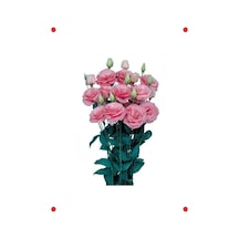 Pembe Katmerli Bodur Lisianthus Çiçeği Tohumu 5 Adet