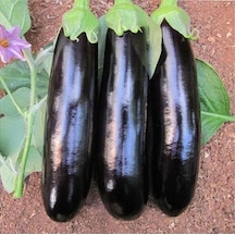 Halep Karası Patlıcan Tohumu 300+ Tohum N117158