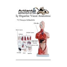 İnsan Organ Maketi 45 Cm 1 Adet İnsan Anatomi Modeli 15 Parça Sök Tak İnsan İç Organları Tıbbi Model Vücut