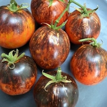Dark Galaxy Domates Tohumu 15 Tohum 1 Paket