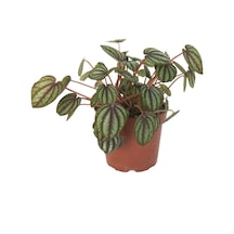 Peperomia Albovittata (Zümrüt Dalgası Çiçeği) Ø10,5 CM Y10-15 CM