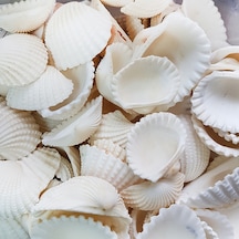 Anadara Granosa Kiloluk Deniz Kabuğu 1 Kg