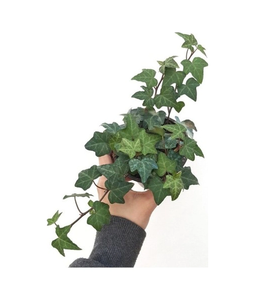 Hedera Helix Yeşil Yapraklı Sarmaşık Fidanı 10-20 Cm