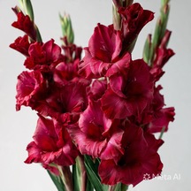 2 Adet Bordo Glayör Swan Gladiolus Çiçeği Soğanı