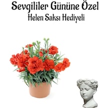 Çok Avantajlı Sevgililer Gününe Özel Kırmızı Renk Kokulu Karanfil Çiçeği Helen Saksı Hediyeli