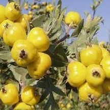 50 Adet Tohum Sarı Yabani Dağ Alıç Organik Bahçe