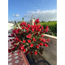 Fırça Çalısı Çiçeği Callistemon Laevis 30-60 Cm