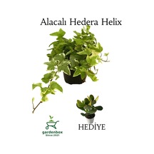 Beyaz Alacalı Hedera Helix Sarmaşığı 1adet Saksılı 20-40cm +yeşim Para Çiçeği
