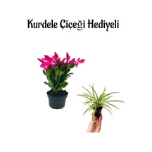 Hediyelik Pembe Yılbaşı Çiçeği Sevgililer Gününe Özel Kurdele Çiçeği Hediyeli