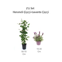 Hanımeli Çiçeği+ Lavanta Çiçeği 2'li Set Dış Mekan Bitkisi