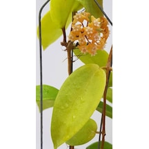 Gün Batımı Rüyası Hoya Mum Çiçeği Fidanı Turuncu Yıldız Mum Çiçeği