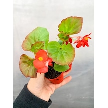 Karışık Renk Şeker Begonya Kırmızı-pembe-beyaz 1 Adet 10-20 Cm