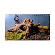 Akvaryum Ve Terraryum İçin Dekoratif Kök