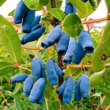 Saksıda Meyve Veren Honeyberry Bal Yemişi Fidan Yaş 2 Boy 50-70 Cm