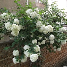 Kartopu Çiçeği Viburnum Lucidum Fidanı 40-80 Cm