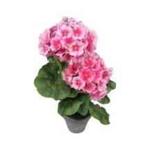 Pembe Çan Çiçeği Tohumu Ekim Seti Kadeh Çiçeği Tohumu 10 Tohum Saksı Toprak Kombin