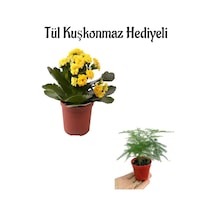 Kadınlar Gününe Özel Hediyelik Sarı Renk Kalanşo Çiçeği Tül Kuşkonmaz