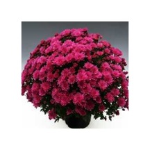 Özel Tür Branperfect Purple Kasımpatı Krizantem Çiçeği Fidesi 1 Adet
